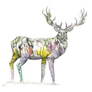 Stag
