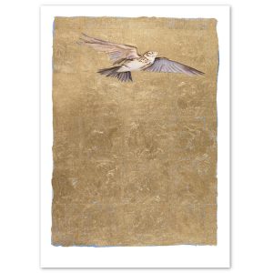 0429X Lark – Jackie Morris