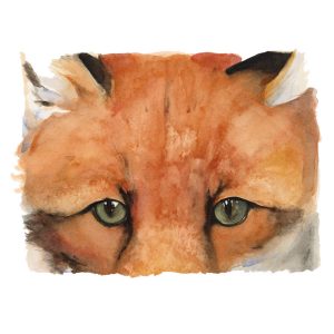 1420X Red Fox – Jackie Morris and Robert Macfarlane